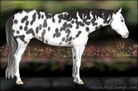 Horse Color:Liver Chestnut Sabino Splash Appaloosa Rabicano