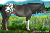 Horse Color:Liver Chestnut Appaloosa 
