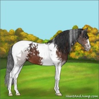 Horse Color:Brown Tobiano 