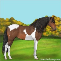 Horse Color:Bay Tobiano 