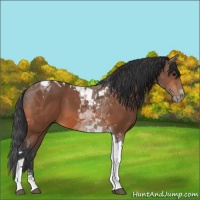 Horse Color:Bay Tobiano 