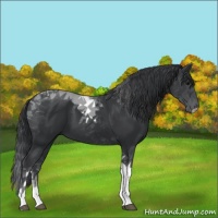 Horse Color:Black Tobiano 