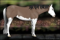 Horse Color:Liver Red Dun Splash