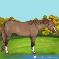 Horse Color:Liver Red Dun  and Liver Red Dun 