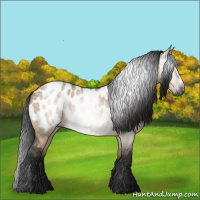 Horse Color:Gray Bay Dun Appaloosa 