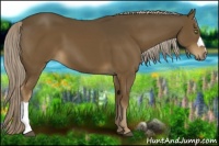 Horse Color:Chocolate Palomino