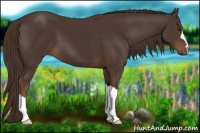 Horse Color:Liver Chestnut