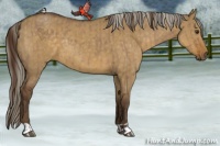Horse Color:Liver Red Dun  and Chocolate Palomino Dun 