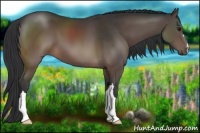 Horse Color:Brown 