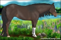 Horse Color:Liver Chestnut 