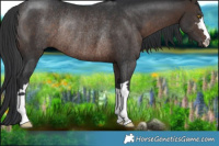 Horse Color:Brown Rabicano