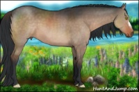 Horse Color:Brown Dun