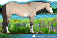 Horse Color:Bay Dun