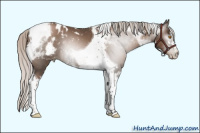 Horse Color:Gray Silver Black Pearl Mushroom Sabino Tobiano Appaloosa 