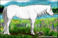 Horse Color:Smoky Grullo Sabino Appaloosa 