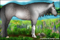 Horse Color:Gray Brown