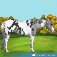 Horse Color:Black Tobiano Near Leopard 