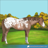 Horse Color:Black Pearl Appaloosa 
