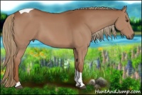 Horse Color:Chestnut Tobiano