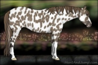 Horse Color:Smoky Grullo Appaloosa 