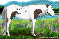 Horse Color:Liver Chestnut Splash Tobiano 