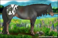 Horse Color:Liver Chestnut Appaloosa 