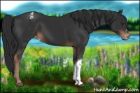 Horse Color:Liver Chestnut Appaloosa