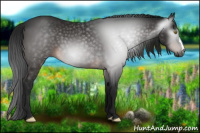 Horse Color:Gray Brown 