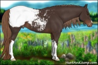 Horse Color:Liver Chestnut Appaloosa