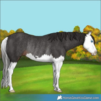 Horse Color:Liver Chestnut Splash Rabicano 