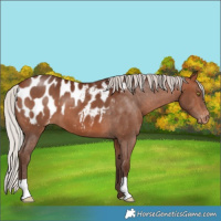 Horse Color:Silver Bay Appaloosa 