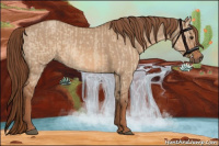 Horse Color:Red Dun  and Red Dun 