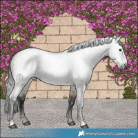 Horse Color:Gray Brown Roan Dun