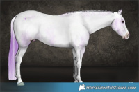 Horse Color:Watercolor Bay Dun Sabino Varnish 