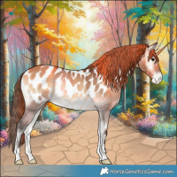 Horse Color:Bay Onyx Appaloosa 