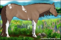 Horse Color:Liver Red Dun Tobiano 