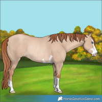Horse Color:Gold Champagne Dun Rabicano
