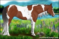 Horse Color:Brown Sabino Tobiano 