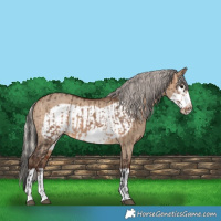Horse Color:Brown Dun Frame  and Silver Brown Dun Frame 