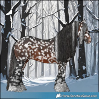 Horse Color:Brown Appaloosa 
