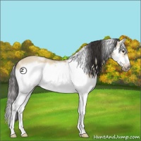 Horse Color:White Spotted Buckskin Roan Dun Splash Frame 