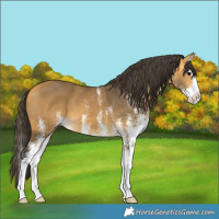 Horse Color:White Spotted Buckskin Splash 
