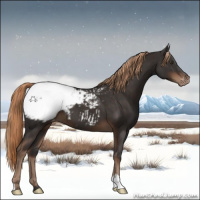 Horse Color:Liver Chestnut Appaloosa 