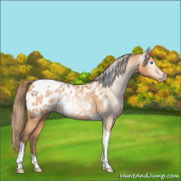 Horse Color:Gray Perlino Tobiano Appaloosa 