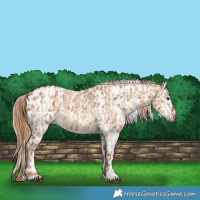 Horse Color:Red Dun  and Red Dun Appaloosa 