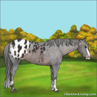 Horse Color:Brown Sabino Splash Appaloosa  and Brown Sabino Splash Appaloosa 