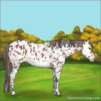 Horse Color:Bay Appaloosa  and Bay Splash Appaloosa 