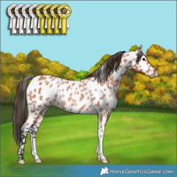 Horse Color:Bay Roan Leopard Rabicano 