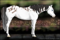 Horse Color:Bay Roan Splash Appaloosa Rabicano 