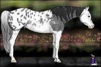 Horse Color:Blue Roan Splash Near Leopard Rabicano 